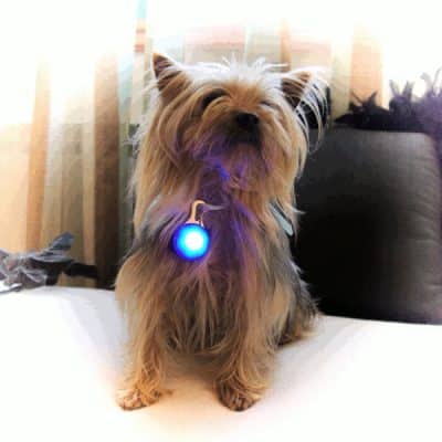 Colgantes luminosos, medallones led, para mascotas