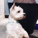 Collares con luz para perros